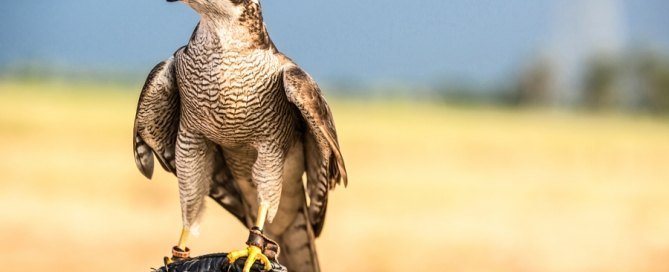 Normativa-transporte-aves