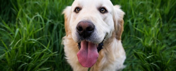 Reassuring-dog-travel